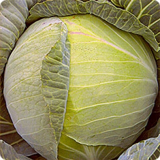 Капуста белокочанная СБ-3 F1 - ООО «Семена Тут»
