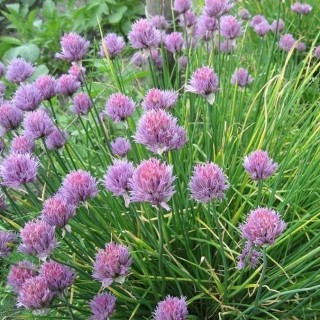 img-1: Лук шнитт Медонос - ООО «Семена Тут»