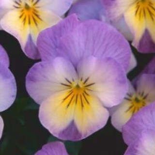 img-0: Виола рогатая Флорал Пауэр F1 Пинк Лемон Лип [1000 шт] - ООО «Семена Тут»