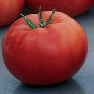 Томат Гродена F1 - ООО «Семена Тут»