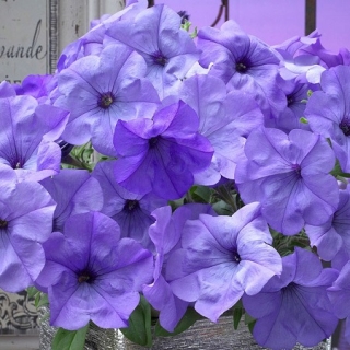 img-0: Петуния гибридная Ивнинг Сенсейшен [50 драже] - ООО «Семена Тут»