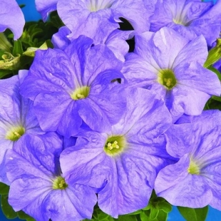 Петуния грандифлора Дримс Скай Блю [100 драже] - ООО «Семена Тут»