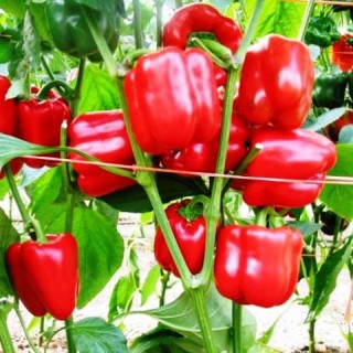 img-0: Перец Бирюза - ООО «Семена Тут»