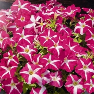 Петуния грандифлора Саксесс Эйч Ди Роуз Стар [50 драже] - ООО «Семена Тут»