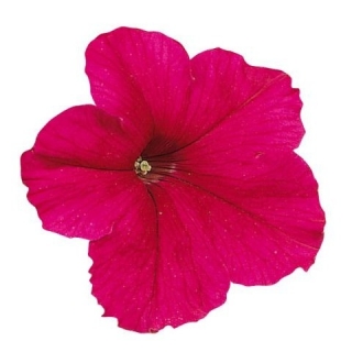 Петуния грандифлора Фалькон Дип Роуз  [100 драже] - ООО «Семена Тут»