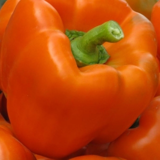 Перец Магно F1 - ООО «Семена Тут»