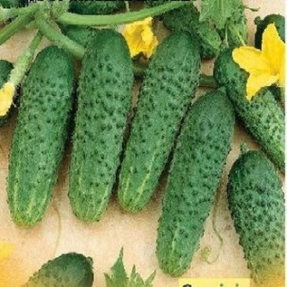 Огурец Герман F1 - ООО «Семена Тут»