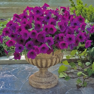 Петуния гибридная Трилоджи Парпл [500 драже] - ООО «Семена Тут»