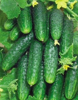 Огурец Делпина F1 - ООО «Семена Тут»