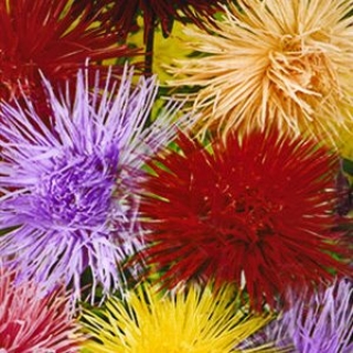 img-0: Астра харц Смесь окрасок - ООО «Семена Тут»