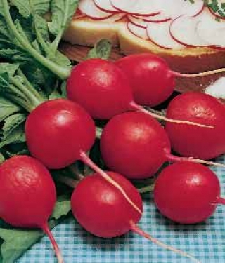 img-0: Редис Ребел - ООО «Семена Тут»