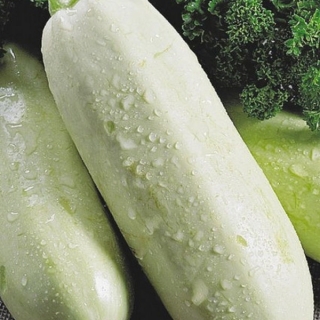 img-0: Кабачок Грибовские 37 - ООО «Семена Тут»