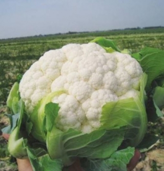 Капуста цветная Флирт F1 - ООО «Семена Тут»