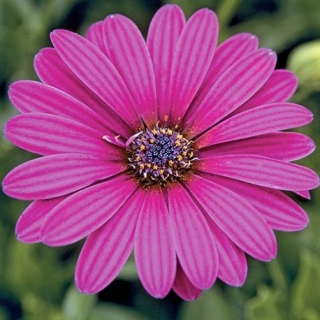Остеоспермум Пэшн Пинк Шейдес [100 шт] - ООО «Семена Тут»