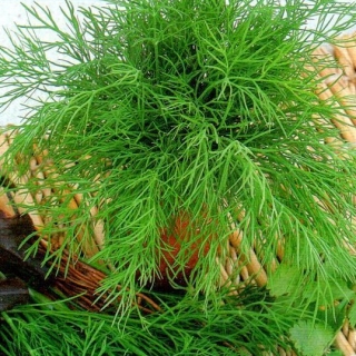 img-0: Укроп Узоры - ООО «Семена Тут»