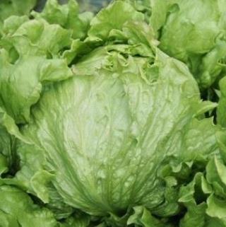 Салат Патриций - ООО «Семена Тут»