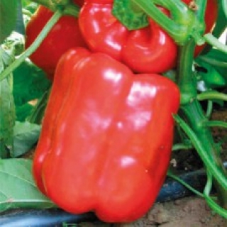 Перец Геркулес F1 - ООО «Семена Тут»