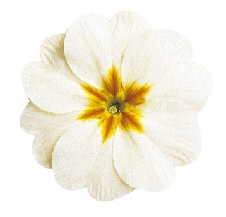 Примула Данова Вайт [1000 шт] - ООО «Семена Тут»