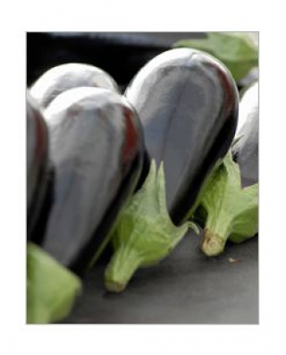 img-1: Баклажан Блек Перл F1 - ООО «Семена Тут»