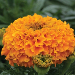 Бархатцы прямостоячие Дюн Оранж [1000 шт] - ООО «Семена Тут»