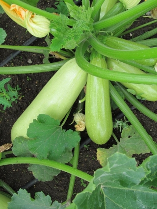 img-0: Кабачок Грация F1 - ООО «Семена Тут»