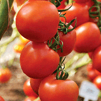 Томат Алая каравелла F1 - ООО «Семена Тут»