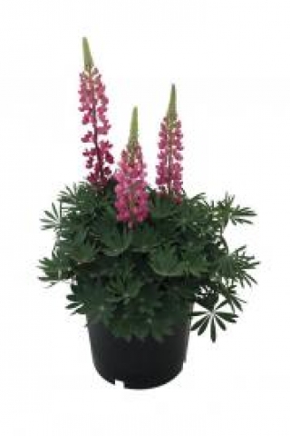 img-1: Люпин Люпини Ред [100 шт] - ООО «Семена Тут»