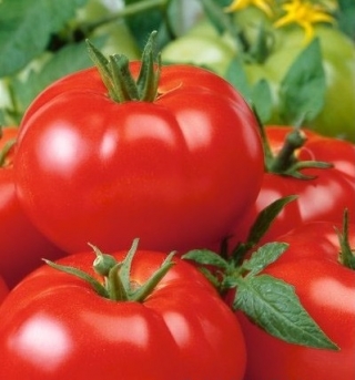 img-0: Томат Маныч F1 - ООО «Семена Тут»