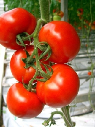 img-0: Томат Мимино F1 - ООО «Семена Тут»