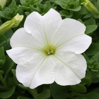 Петуния грандифлора Призм Вайт [50 драже] - ООО «Семена Тут»