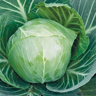 Капуста белокочанная Айгуль F1 - ООО «Семена Тут»