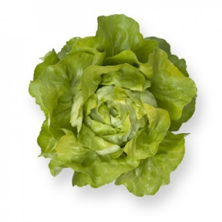 Салат Санторо - ООО «Семена Тут»