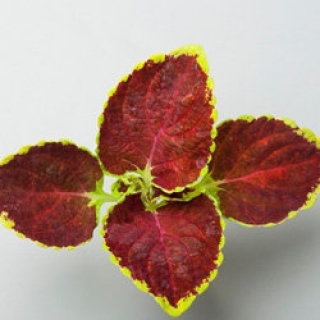 img-1: Колеус Файрвей Руби [1000 шт] - ООО «Семена Тут»