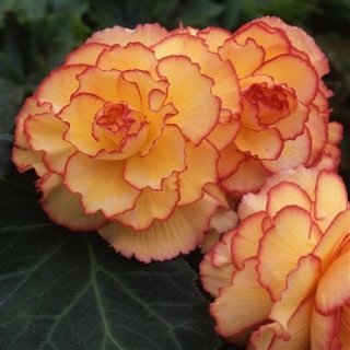 Бегония клубневая Америгибрид Пикоти Санбёрст [1000 драже] - ООО «Семена Тут»