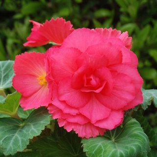 Бегония клубневая Америгибрид Роузформ Роуз [1000 драже] - ООО «Семена Тут»