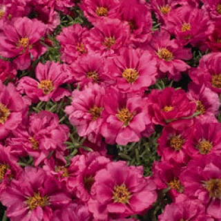 Портулак Стопвотч Фуксия [1000 драже] - ООО «Семена Тут»