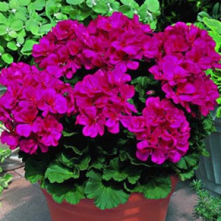 Пеларгония зональная Мультиблум Виолет [100 шт] (инкруст. семена) - ООО «Семена Тут»