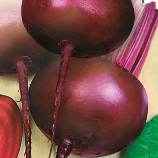 Свекла Креолка (инкруст. семена) - ООО «Семена Тут»