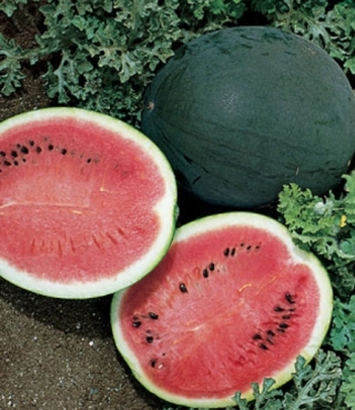 Арбуз Шуга Бейби - ООО «Семена Тут»