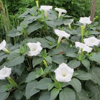 Дурман метел Белый - ООО «Семена Тут»