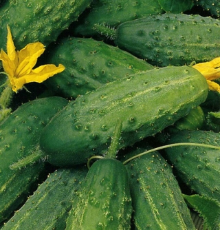 Огурец Сестрица Аленушка F1 - ООО «Семена Тут»