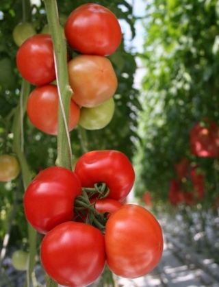 img-1: Томат Митридат F1 - ООО «Семена Тут»