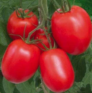 Томат Рио Гранде Оригинал - ООО «Семена Тут»