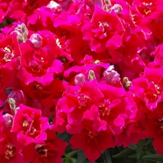 Львиный зев махровый Твинни Виолет [1000 шт] - ООО «Семена Тут»