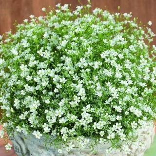 img-0: Гипсофила муралис Джипси Компакт Вайт [1000 м/драже] - ООО «Семена Тут»