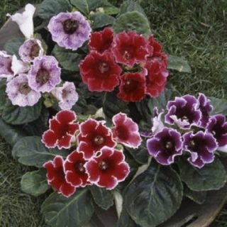 Глоксиния Импресс Формула микс  [1000 драже] - ООО «Семена Тут»