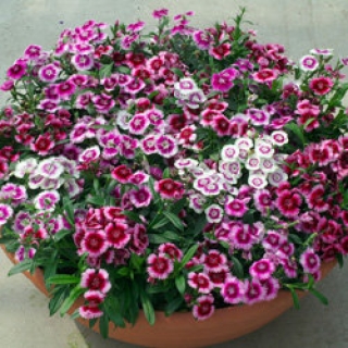 Гвоздика Чиба Аурикула Микс [500 шт] - ООО «Семена Тут»