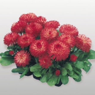 Маргаритка Хабанера Ред [250 драже] - ООО «Семена Тут»