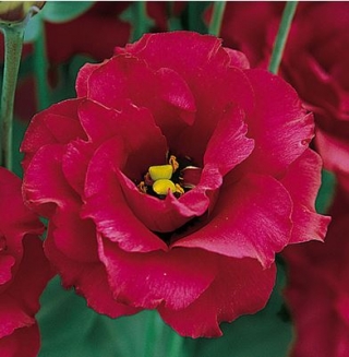 Эустома Арена 3 Ред  [100 драже] - ООО «Семена Тут»