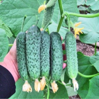 img-0: Огурец Сарацин F1 - ООО «Семена Тут»